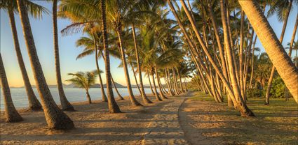 Palm Cove - QLD T (PBH4 00 14942)